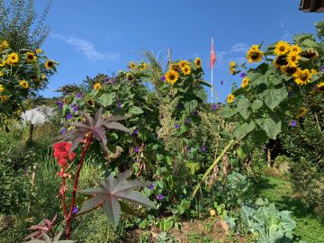 25 Sonnenblumen Garten Husen  - Les tournesols dans le jardin.jpg